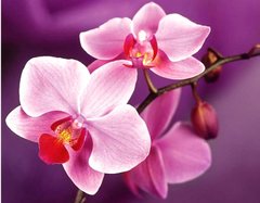 Купить Нежные орхидеи Алмазная мозаика На подрамнике 40 на 50 см  в Украине