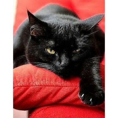 Купить Черный котенок Набор для алмазной мозаики (подвесной вариант) 40х50см  в Украине