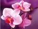 Нежные орхидеи Алмазная мозаика На подрамнике 40 на 50 см, Да