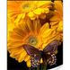 Бабочка на подсолнухе Набор для алмазной картины На подрамнике 30х40см, Да, 30 x 40 см