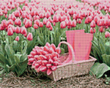 Купити Рожеві тюльпани та чобітки Діамантова мозаїка, квадратні камінчики  в Україні