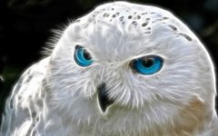 Купити Алмазна вишивка Біла сова  в Україні
