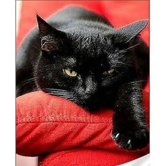 Купить Набор для алмазной мозаики с круглыми камушками На подрамнике Черный котенок  в Украине