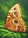 Алмазна вишивка На Підрамнику Метелик монарх