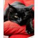 Набор для алмазной мозаики с круглыми камушками На подрамнике Черный котенок, Да, 30 х 40 см