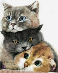 Купити Три милих котика Діамантова мозаїка на підрамнику 40х50 см  в Україні