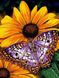 Алмазна вишивка На Підрамнику Метелик на квітці