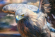 Величественный орел Набор для картины алмазной мозаикой (без подрамника), Нет, 60 х 40 см