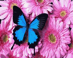 Купить Бабочка на хризантемах Цифровая картина по номерам (без коробки)  в Украине