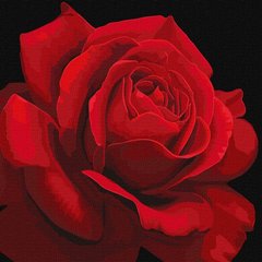 Купить Раскраска цифровая Красная роза ©annasteshka (без коробки)  в Украине