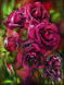 Удивительные розы Набор для картины алмазной мозаикой (без подрамника), Нет, 60 х 45 см