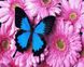 Метелик на хризантемах Цифрова картина за номерами (без коробки), Без коробки, 40 х 50 см