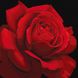 Розфарбування цифрова Червона троянда ©annasteshka (без коробки)
