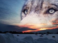 Купити Набір для діамантової вишивки Виразний погляд вовка  в Україні