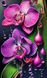 Орхідеї Алмазна вишивка Квадратні стрази 40х65 см з голограмними відтінками