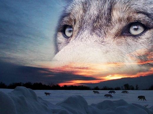 Купити Набір для діамантової вишивки Виразний погляд вовка  в Україні