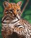 Плямиста кішка Картина за номерами 40 х 50 см, Без коробки, 40 х 50 см