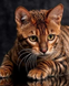 Смугастий кіт Діамантова вишивка На Підрамнику, квадратні камінчики 40х50см, Так, 40 x 50 см