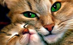 Купити Алмазна вишивка Кішка з кошеням  в Україні