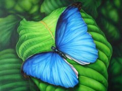 Купити Алмазна вишивка Синій метелик  в Україні