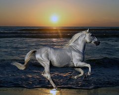Купити Алмазна мозаїка Біла конячка  в Україні