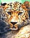 Погляд леопарда Алмазна мозаїка На підрамнику 40 на 50 см, Так