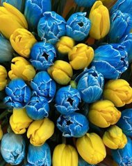 Купить Желто-синие тюльпаны Патриотическая алмазная вышивка на подрамнике  в Украине