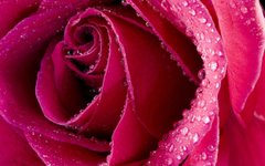 Купить Алмазная вышивка Бутон розы  в Украине