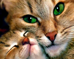 Купити Кішка з кошеням Діамантова вишивка На Підрамнику, квадратні камінчики 40х50см  в Україні