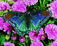 Купить Тропическая бабочка Раскраска + алмазка Картина по номерам с частичной выкладкой круглыми камнями  в Украине