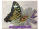 Тропічний метелик Розфарбовування + алмазка Картина за номерами з частковою викладкою круглими камінчиками, Без коробки, 40 х 50 см