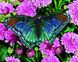 Тропическая бабочка Раскраска + алмазка Картина по номерам с частичной выкладкой круглыми камнями, Без коробки, 40 х 50 см