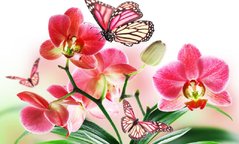 Купить Орхидея и бабочки. Набор для алмазной вышивки квадратными камушками.  в Украине