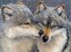 Влюбленные волки Набор для алмазной мозаики на подрамнике 30х40см, Да, 30 x 40 см