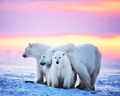 Купити Білі ведмеді. Набір для алмазної вишивки квадратними камінчиками  в Україні