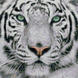 Белый тигр Алмазная вышивка Квадратные камни 40х40 см На подрамнике